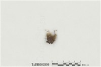 藏品(珠苔屬)的圖片